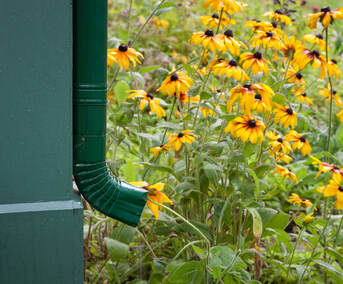 Green downspout on house next to flowers black-eyed-susans