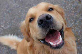 Smiling dog.  Happy golden retriever looking up sweetly.